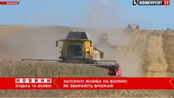 На Волині – розпал запізнілих жнив: чи буде цьогоріч врожай (відео)
