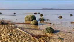 На Світязі зловили браконьєрів, які добували рідкісні водорості (фото)
