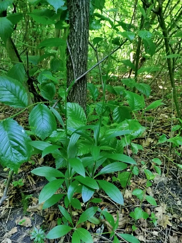 Лілія лісова (Lilium martagon)