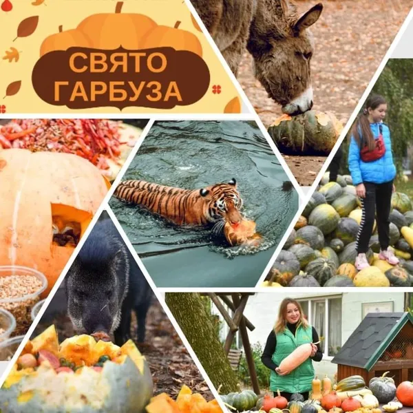 Частування, виставка та екскурсії: лучан кличуть до зоопарку на свято гарбуза