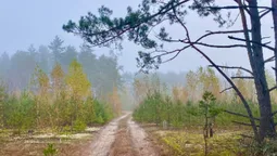 Тихенько підкралась осінь: чарівні світлини волинського лісу (фото)