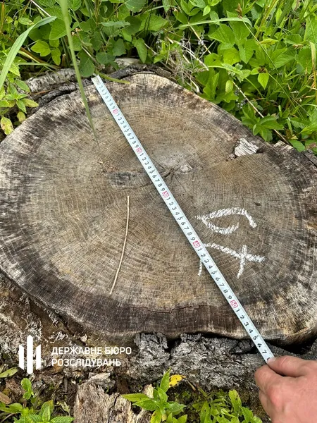 На Волині експосадовців лісової галузі підозрюють у незаконній вирубці на понад 21 мільйон