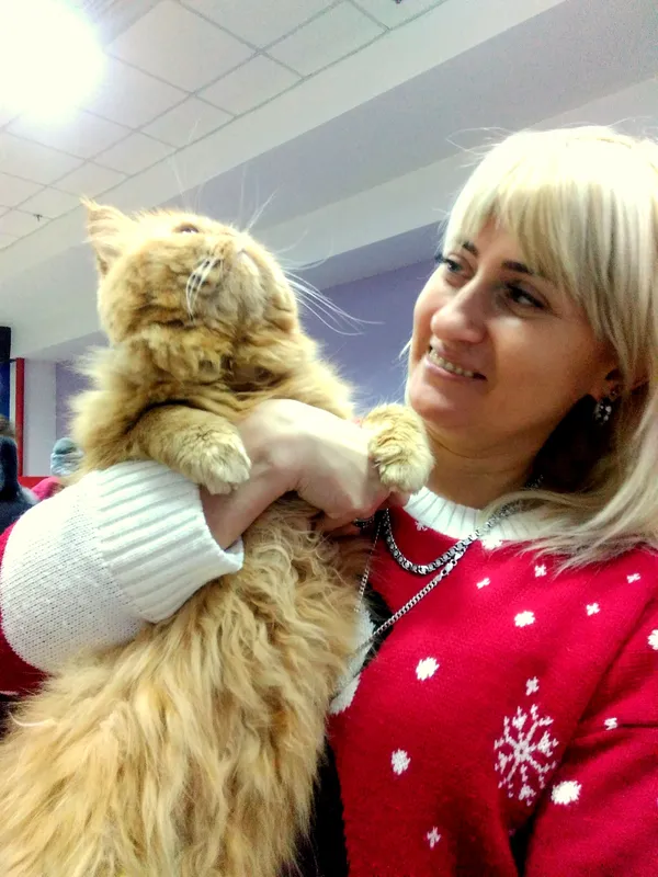 Цей рудий котик фотографувався неохоче