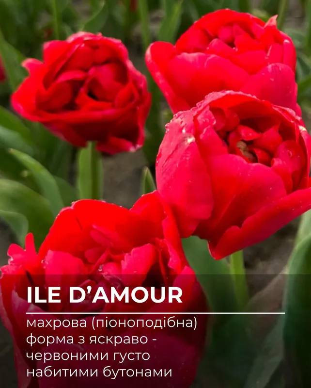 У «Квітолісі» на Волині зацвітуть мільйони тюльпанів: 5 нових сортів, що стануть родзинкою сезону