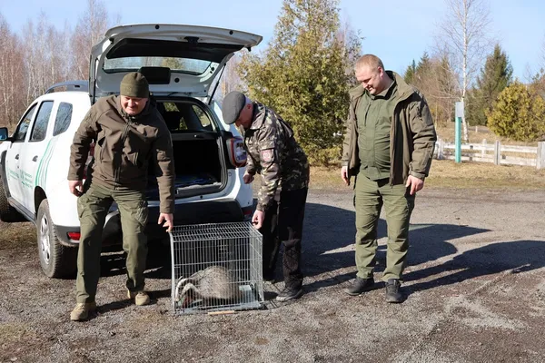 Перезимував у лісників: у нацпарку на Волині повернули до лісу борсука (фото)