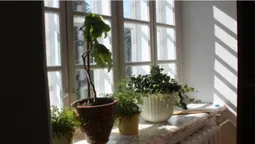 Луцька бібліотекарка 12 років фотографує місто з вікна (фото)