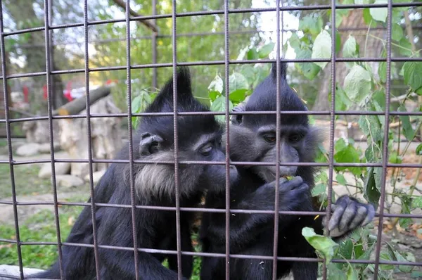 У «Луцькому зоопарку» з'явилися нові мешканці (фото)