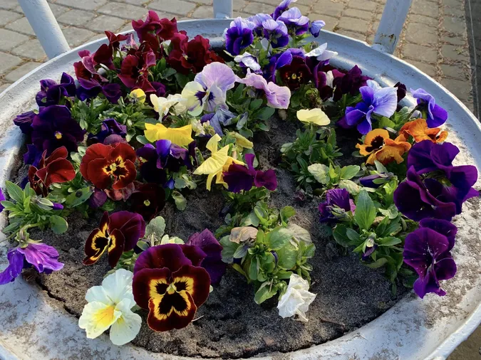 🌷Висадила тисячу тюльпанів: як квітникарка роками змінює Шацьк (фото)