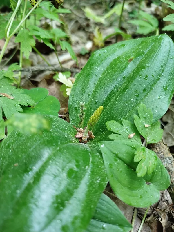 🌱 У лісі на Волині помітили весняну оазу рідкісних рослин