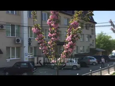 У Луцьку зацвіли сакури (фото, відео)