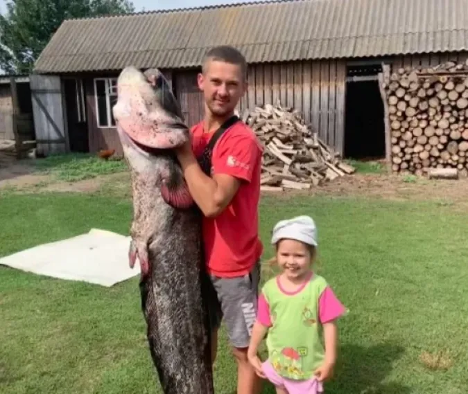 У річці Стир спіймали гігантського сома (фото)