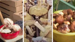 Сезон – у розпалі: які гриби продають на ринку в Луцьку (відео)