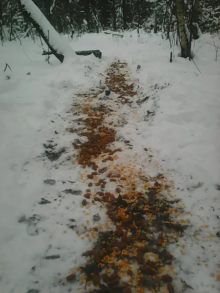 Волинські лісівники підгодовують диких звірів та птахів (фото)