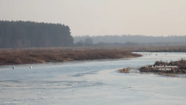 На Волині зафіксували рекордне скупчення лебедів і небезпечного хижака поруч