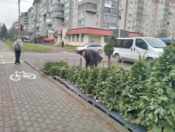 Хвойні дерева на ялинковому ярмарку на Соборності
