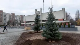Перед Луцьким РАЦСом висадили п'ятиметрові ялинки (фото)