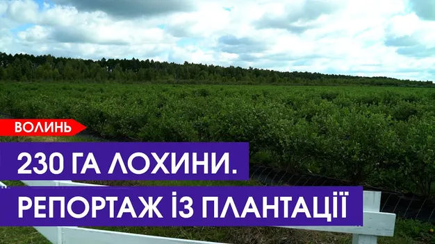 Скільки у Шацьку можна заробити на зборі лохини (відео)