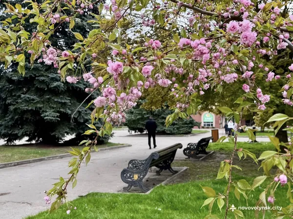 Час для фотосесій: у Нововолинську масово зацвіли японські вишні та мигдаль (фото)