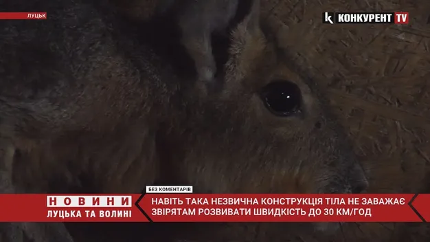 У луцькому зоопарку оселилися одні з найбільших гризунів на Землі (фото, відео)