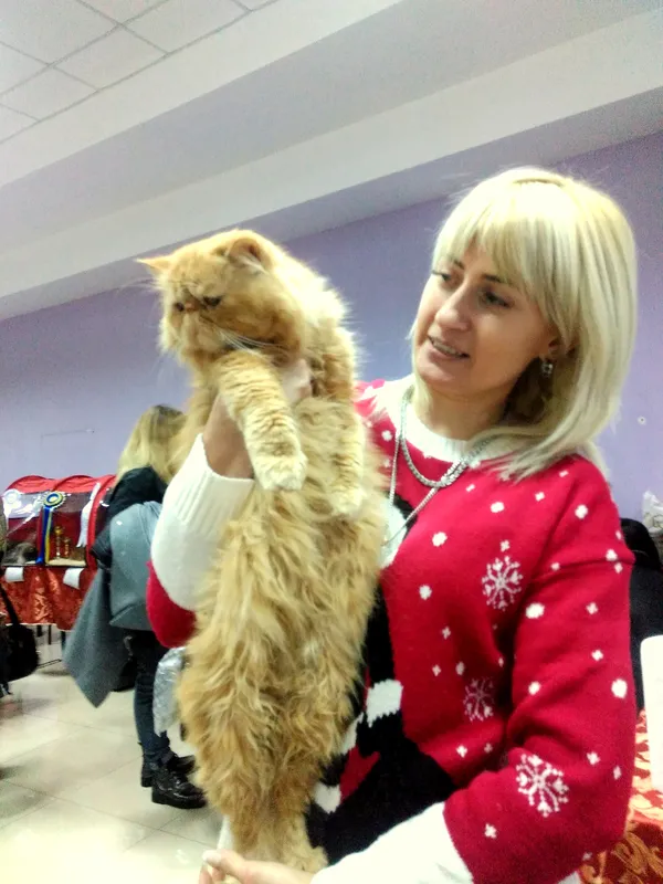 Від мейн-кунів до шотландців: у Луцьку відбулась виставка котиків (Фото)
