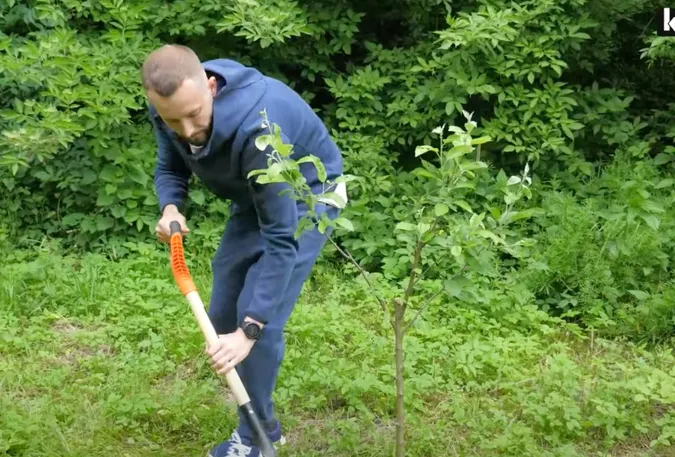 У Луцьку невідомі знищили фруктовий сад, який посадив відомий блогер (відео)