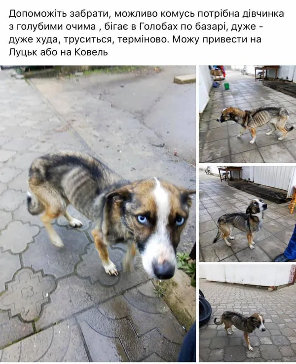 Кістки, обтягнуті шкірою: на Волині врятували собаку Санту і шукають їй сім’ю (фото)