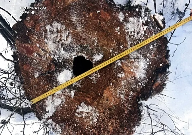 Через недбалість екслісівника у нацпарку на Волині зрубали дерев на 5 мільйонів