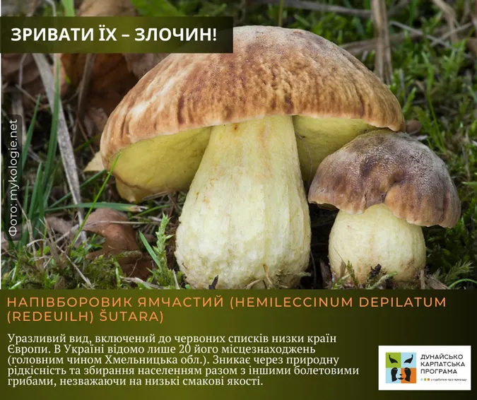 Не тільки отруйні: які гриби не можна збирати в Україні (фото)