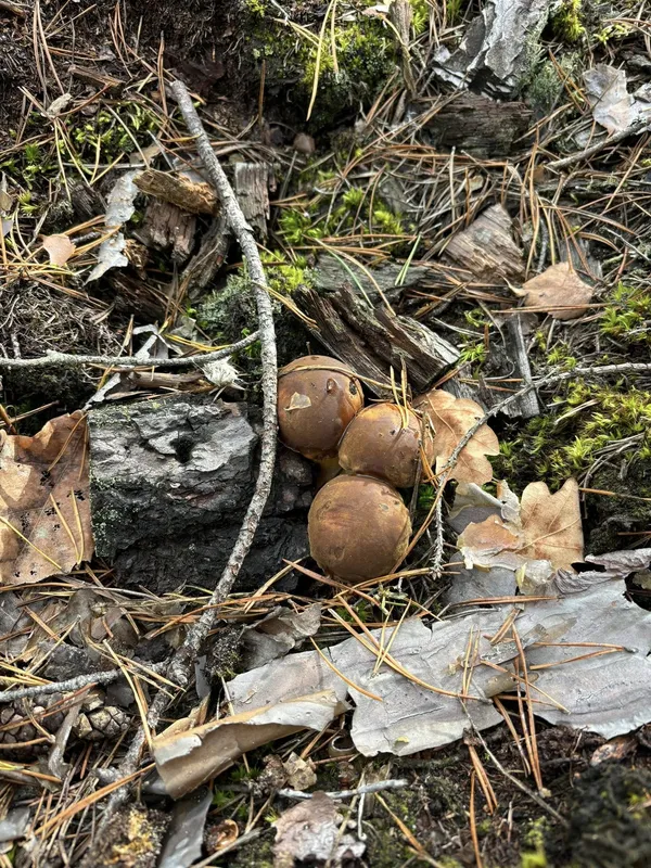🍄🟫Збирають повні кошики: де на Волині в холод виросло багато грибів (фото)