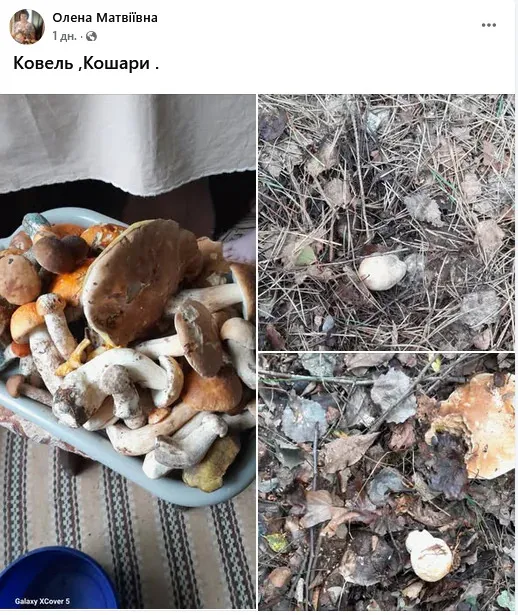 Найгрибніші місця Волині: куди податися на «тихе полювання» (фото)