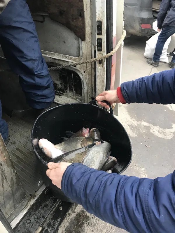 На тушонки для військових: волинські підприємці передали 150 кілограмів риби (фото)