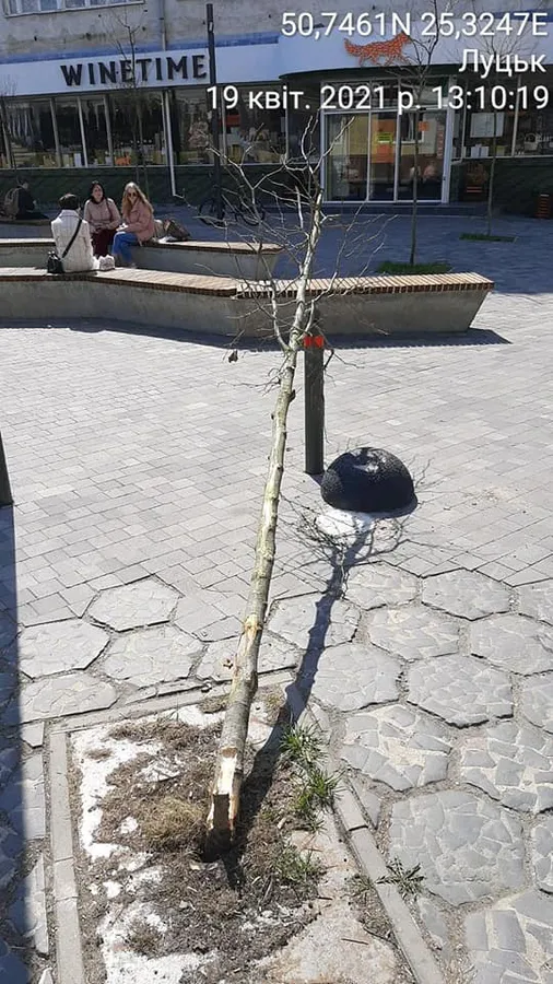 У Луцьку шукають водія, який зламав дерево у центрі міста (фото)