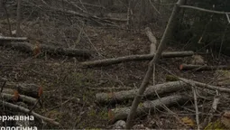На Волині виявили масштабну вирубку лісу: збитки сягають понад 20 млн грн (фото)