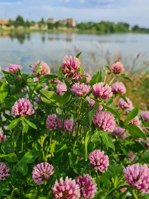 Неймовірна краса волинської річки (фото)
