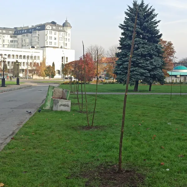 Парки, сквери, вулиці: у Луцькій громаді восени висадили 254 дерева та 285 кущів (фото)