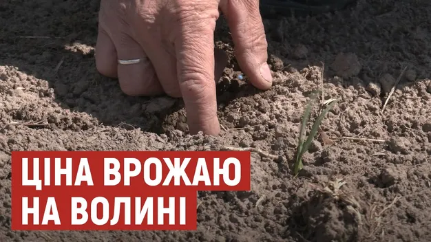 Чи вплинуть заморозки на врожай та ціну на Волині