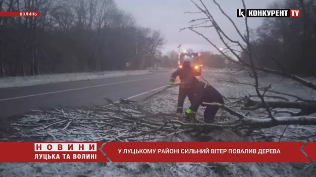 Негода на Волині: буревій повалив дерева на дорогу (фото, відео)