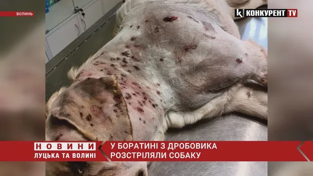 У селі біля Луцька з дробовика розстріляли собак: шукають свідків (фото 18+)