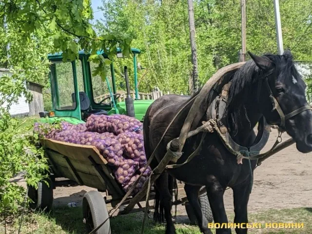 У селах на Волині практично за безцінь здають картоплю (фото)