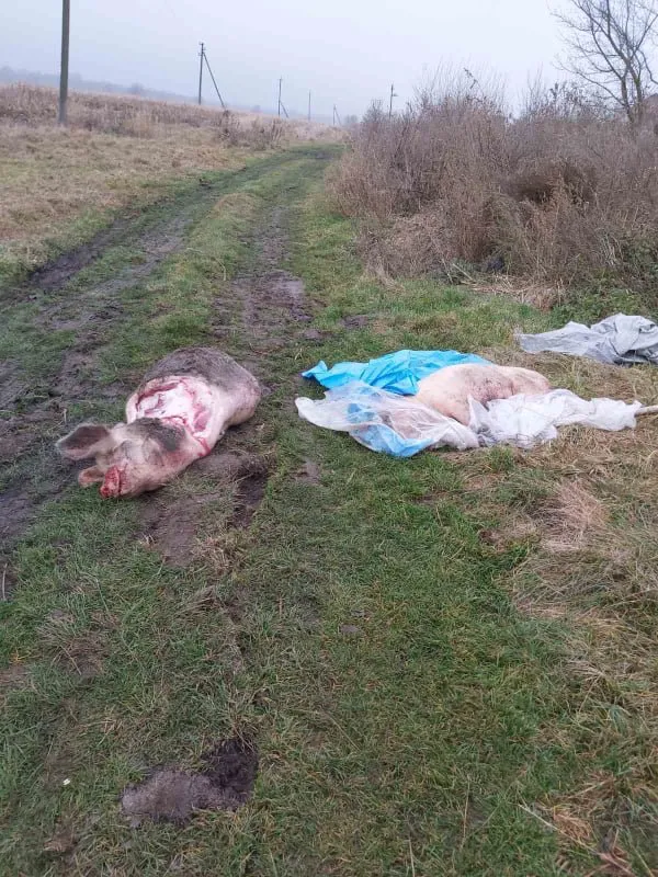 У Підгайцях знайшли розірвані туші свиней (фото 18+)