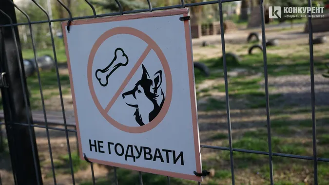 Сонце, квіти і коти: Луцьк заполонила справжня весна (фото)