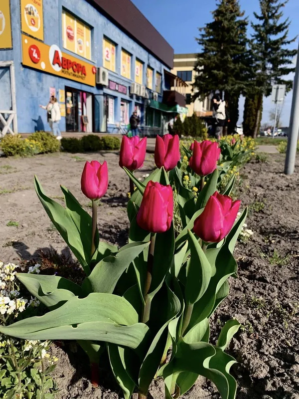 🌷Висадила тисячу тюльпанів: як квітникарка роками змінює Шацьк (фото)