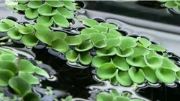 Не тоне і вміє дихати під водою: на Поліссі росте унікальна «волохата» папороть з епохи динозаврів (фото)