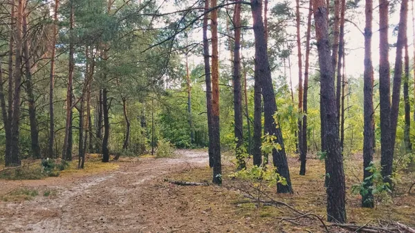 Красноголовці, білі, парасольки: попри суху погоду, у лісі на Волині збирають гриби (фото)