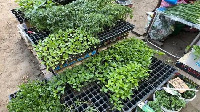 На луцьких ринках уже продають ранню розсаду: яка ціна і коли висаджувати (відео)