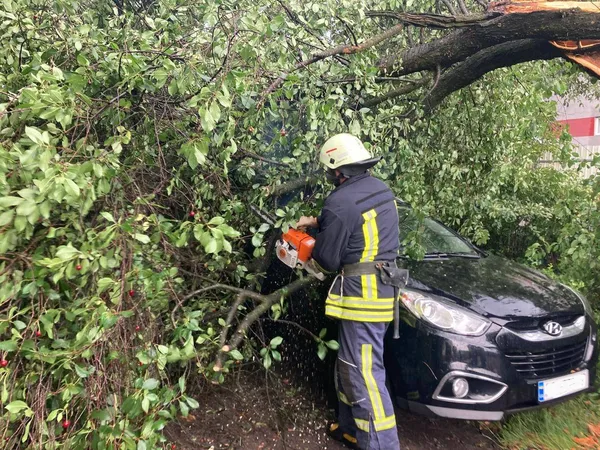 Вирувала негода: на Волині дерево впало на проїжджу частину (фото)