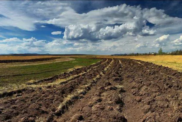 Аграрний комітет ВР підтримав продовження мораторію на продаж землі