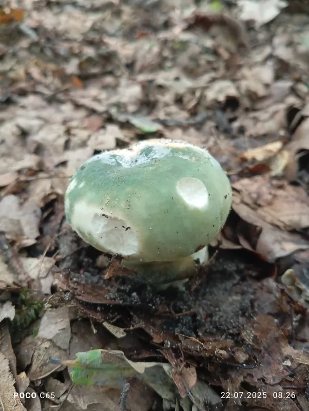 Чому не можна їсти білі гриби зі звірівського лісу біля Луцька (фото)