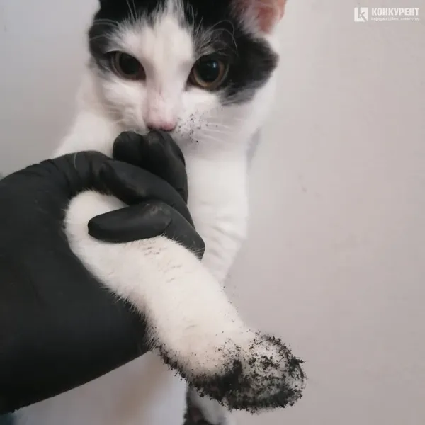 Затишок у домі чи коти