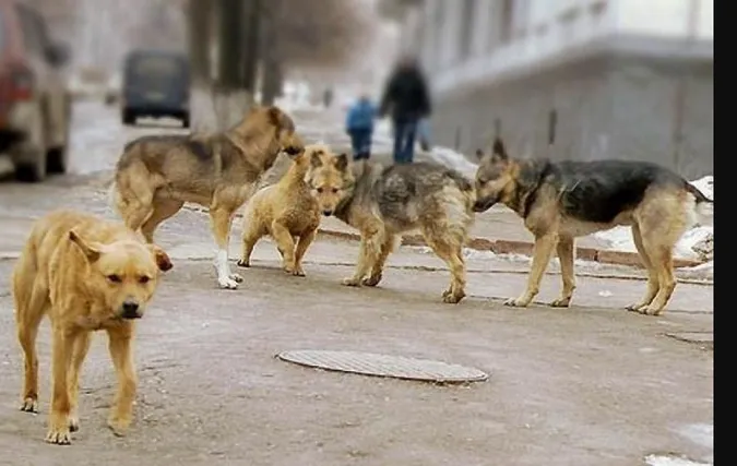 У Луцькраді відповіли на прохання врятувати тварин від Дани Новарчук